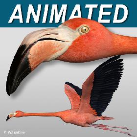 Flamingo  Flying